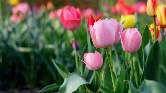 Spring Training for the Outdoors: Nature Centers and Trails Around Michiana | Cressy & Everett